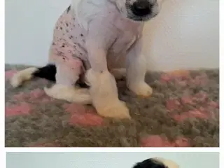 Chinese crested/ powder puff med DKK stamtavle