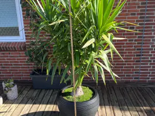 Yucca Palme 2 m høj