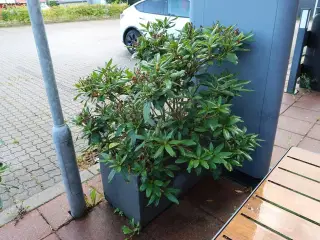 Krukke med plante