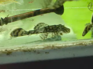 Wabenmunster " Honeycomb"
