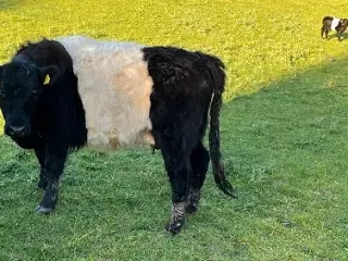 Galloway ko 2 år og tyrkalve