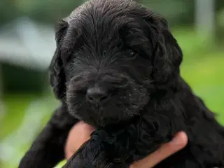 Sorte Goldendoodle F1bb-mini hvalpe