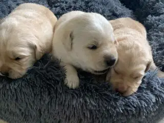 Golden / Labrador hvalpe