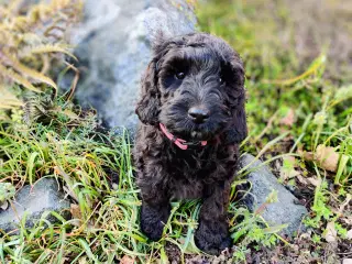 cockerdoodle, cockerpoo, doodle