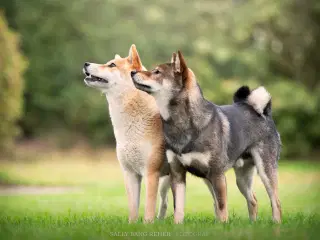 Shiba hvalpe 