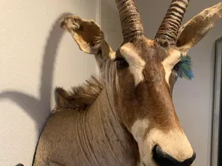Udstoppet Roan Antilope