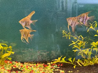 Scalare (Pterophyllum scalare)