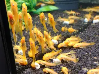 Skønne L144 malleunger