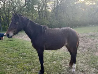 Ung pony klar til arbejde 