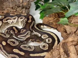 Konge Python