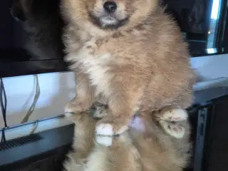 Pomeranian 
