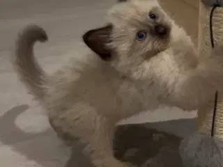 Ragdoll / Hellig Birma 