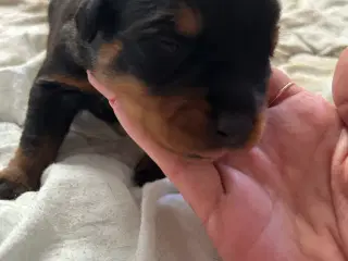 Rottweiler h alpe