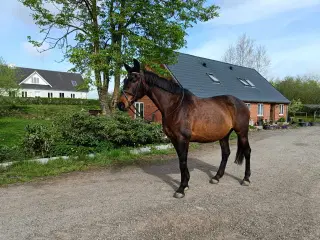All round DV hoppe