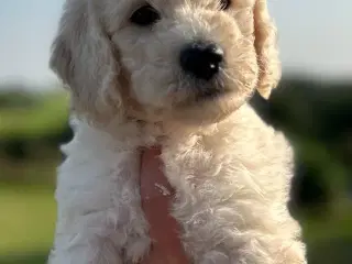 Super flotte Goldendoodles F1B 