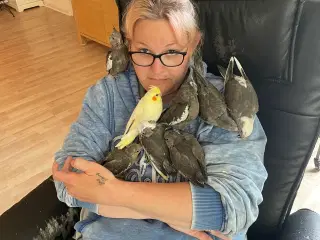 Håndopmadet nymfeparakiter 