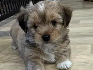 Bichon Havanais hvalpe