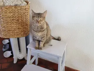 Blandings kat Freja gives bort