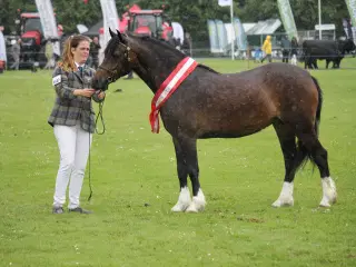 Kat 2 - 2 års Welsh - Smukt udtryk! 