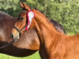 Udtryksfuldt hoppeføl 