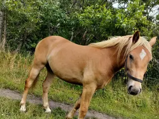 Fremtidens allround eller rideskole hest!