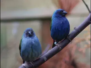 Forbes/blågrønne papegøjeamadine