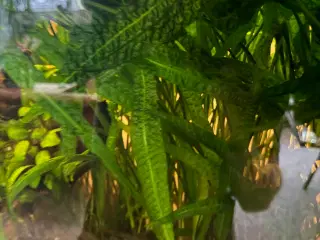 Hammerslået cryptocoryne 50-70 cm