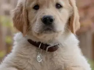 Søger Golden retriever hvalp