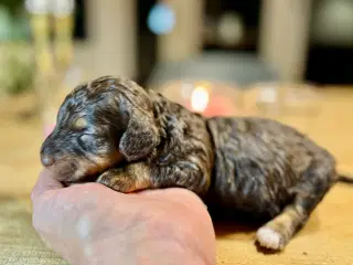 Allergivenlig puddel hvalpe til juleferien