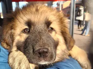 Hundehvalp Blandet af Schæferhund/Pyrenæisk hyrdeh