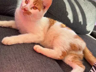 Han kat 