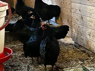 Super dværg australorps høner