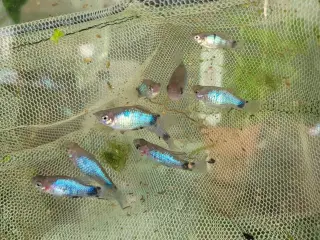 Blå platy ungfisk