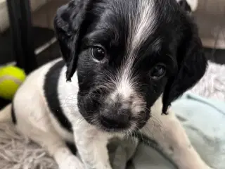 Ft springer spaniel 