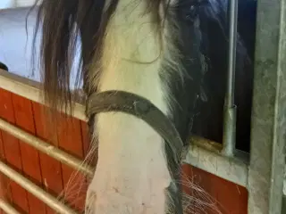 Charnerende irish cob