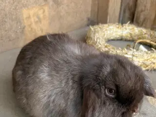 Minilops