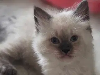  Ragdoll Killinger 