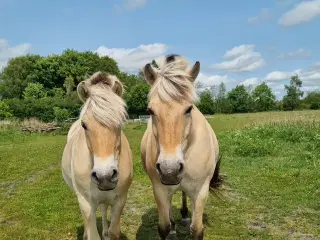 Fjordhest hoppe 1 år