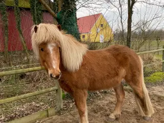 Skøn fremadgående vallak