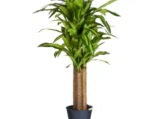 Kunstig plante Happy Plante 150 cm. 