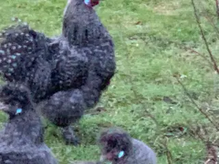 Skrukhøne med 4 kyllinger