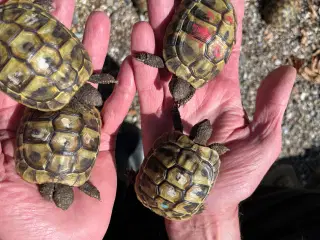 Græske landskildpadder