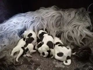 Schapendoes