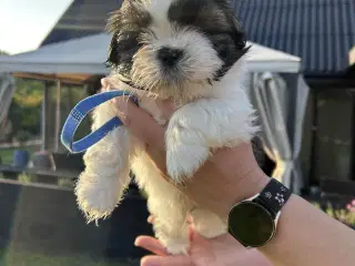 Shih tzu hvalpe 