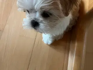 Shih tzu tæve