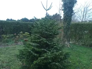 Juletræ, normanngran/ nordmannsgran 