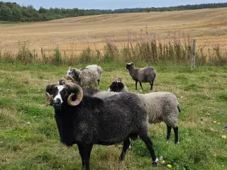Besætning med gutefår sælges.