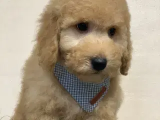 Golden Doodle F1B babyer er rejse klar