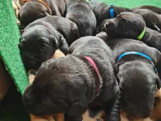Labrador hvalpe 