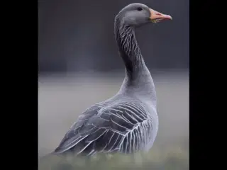 Grågæs 